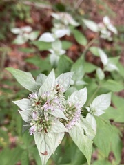 Pycnanthemum