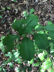Ilex