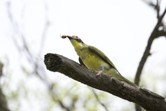 Sphecotheres vieilloti