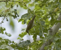 Ramsayornis modestus