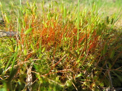 Rosulabryum