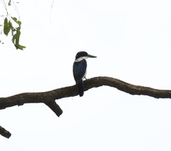 Todiramphus macleayii