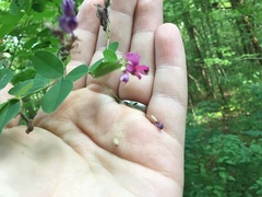 Lespedeza frutescens
