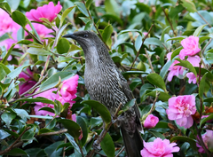 Anthochaera chrysoptera