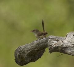 Malurus melanocephalus