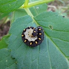 Tenthredo mandibularis