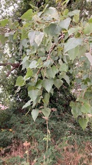 Populus × canadensis