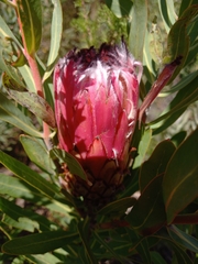 Protea neriifolia