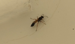 Sceliphron coromandelicum