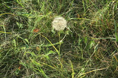 Tragopogon pratensis