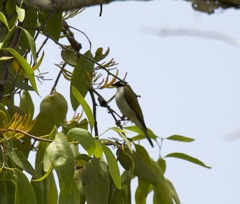 Melithreptus albogularis
