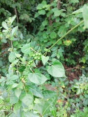 Bryonia