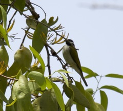 Melithreptus albogularis
