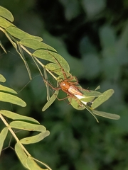 Oxyopes sertatus