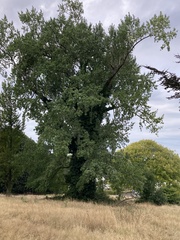 Populus × canadensis