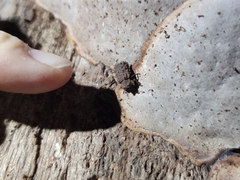 Bolitotherus cornutus