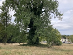 Populus × canadensis