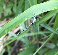 Coenagrion hastulatum