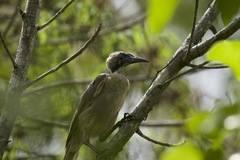 Philemon buceroides