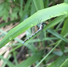Coenagrion hastulatum