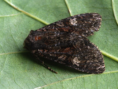 Mniotype adusta