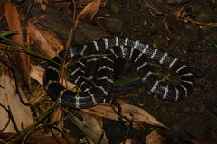 Bungarus multicinctus