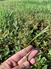 Cyperus esculentus