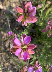 Polygala ericifolia