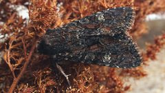 Mniotype adusta