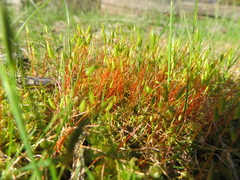 Rosulabryum