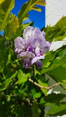 Wisteria