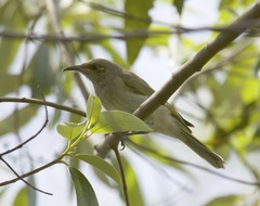 Lichmera indistincta