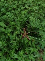 Cyperus rotundus