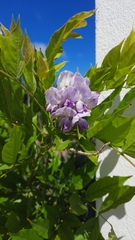 Wisteria