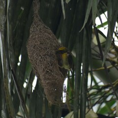 Ploceus philippinus
