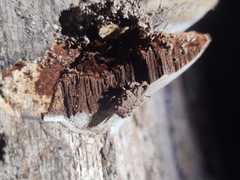 Bolitotherus cornutus