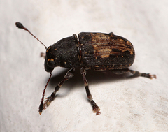 Piesocorynus plagifer