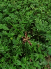 Cyperus rotundus