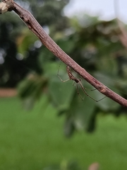 Tetragnathidae