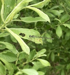 Coenagrion hastulatum