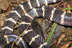 Bungarus multicinctus