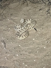 Crotalus cerastes
