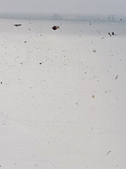 Arthropoda