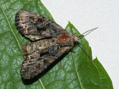 Mniotype adusta