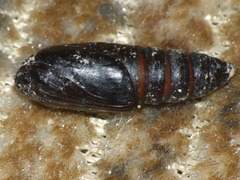 Mniotype adusta