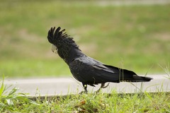 Calyptorhynchus banksii