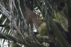 Ploceus philippinus
