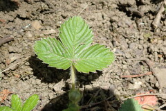 Fragaria vesca