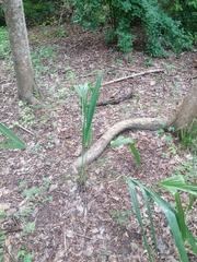 Roystonea dunlapiana