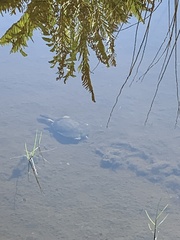 Apalone ferox